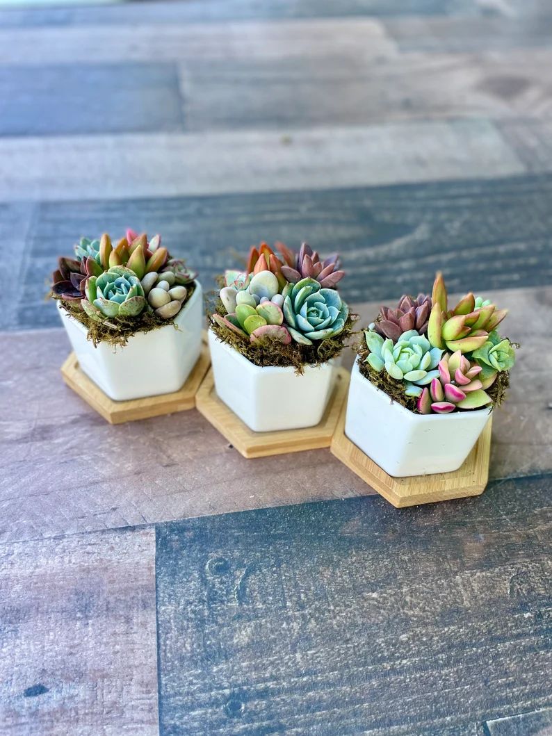 Honey Bubbles - Mini Succulent Garden in Ceramic Pots | Etsy (US)