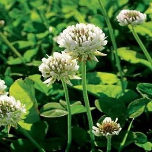 Outsidepride Perennial White Dutch Clover Seed - 2 lbs. Nitrocoated, Inoculated Clover Seeds for ... | Amazon (US)