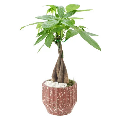 Money Tree Live Indoor Plant In Speckled Splash Ceramic Planter | Wayfair North America