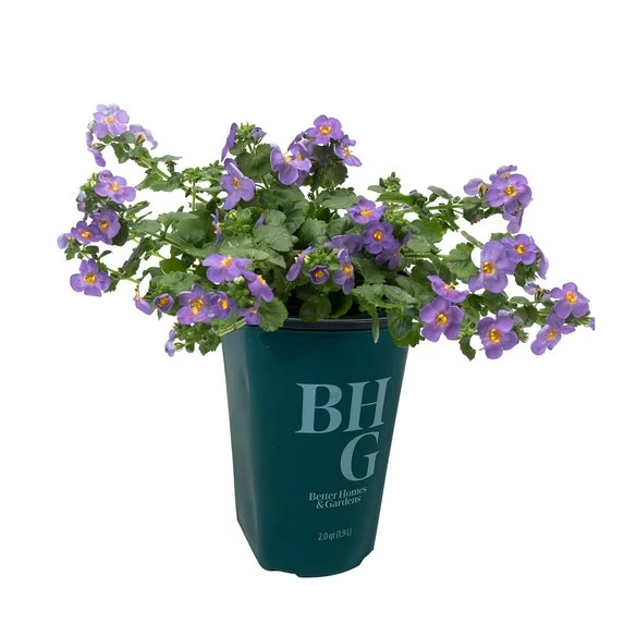Better Homes & Gardens 1.5 Pint Blue Bacopa Annuals Outdoor Live Plants Partial Sun | Walmart (US)