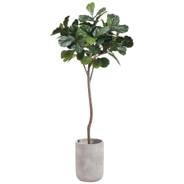 Faux Fiddle Leaf Tree in Fiber Cement Planter, 7' | Williams-Sonoma