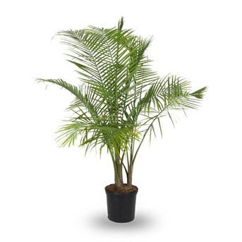 Majesty Palm House Plant in 3.75-Gallon (s) Pot | Lowe's