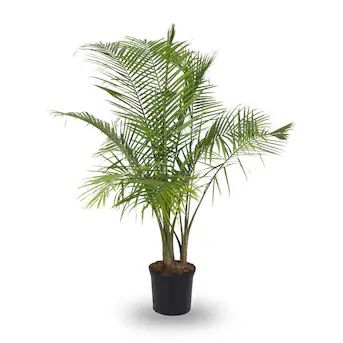 Majesty Palm House Plant in 3.75-Gallon (s) Pot | Lowe's