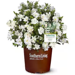 SOUTHERN LIVING 2 Gal. Jubilation Gardenia Shrub with Fragrant White Flowers 14424 - The Home Dep... | The Home Depot