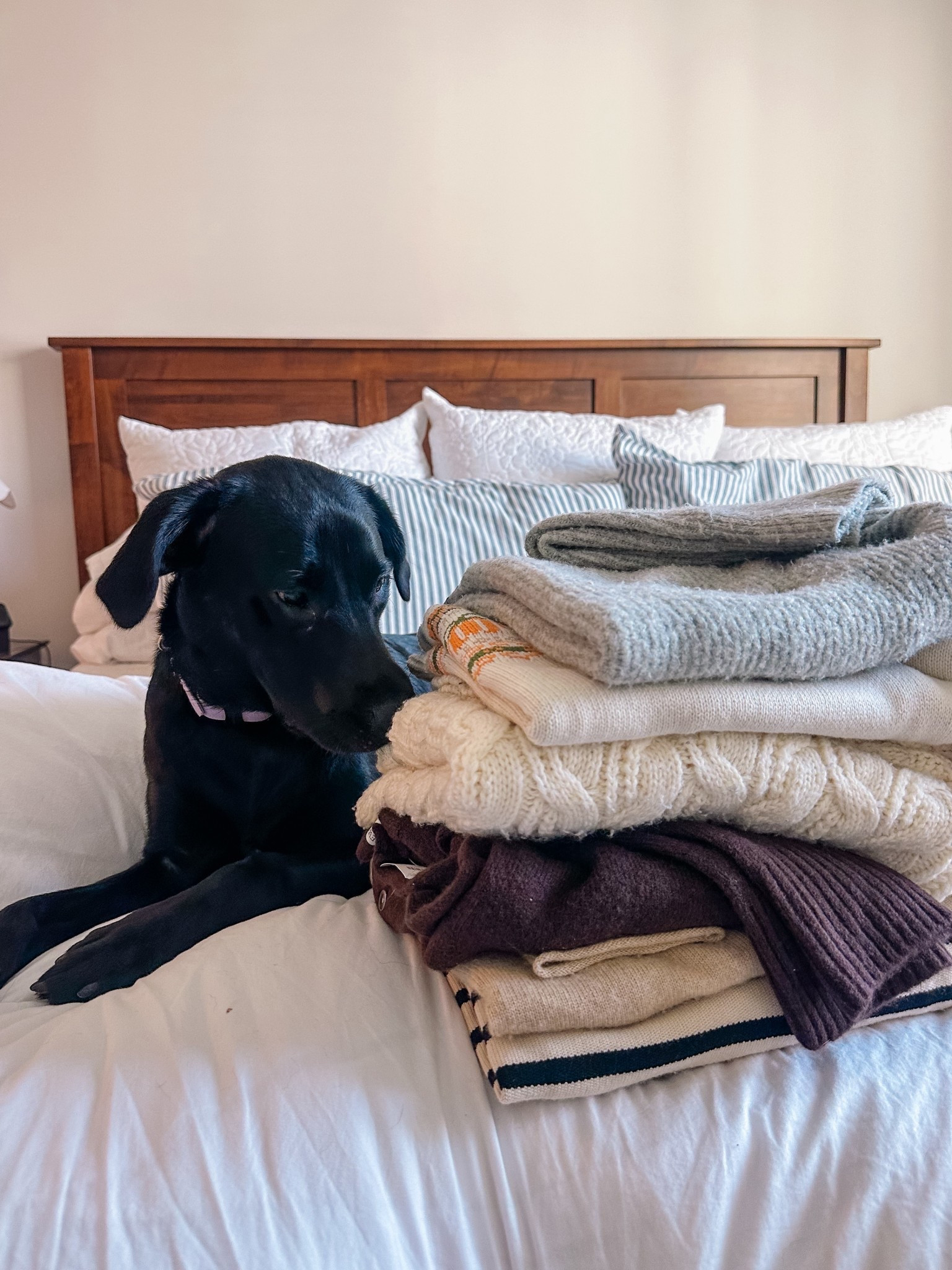 I’m not the only one excited for sweeter weather!! 🧣 When I pulled out my sweaters today, Piper couldn’t wait to give them a sniff & a snuggle 🤎 

#LTKSeasonal