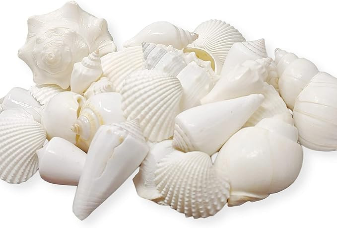 Tumbler Home Mix of White Seashells - Set Includes 1 Pound White Shells up to 3 inches - Home Dec... | Amazon (US)