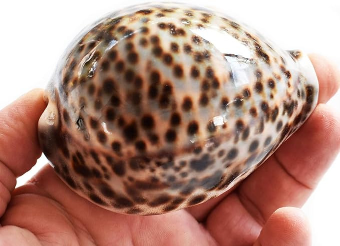 One Select X-Large Tiger Cowrie (Cypraea Tigris) Shell 3 1/2"+ (89-96 mm) Beach Arts & Crafts | Amazon (US)