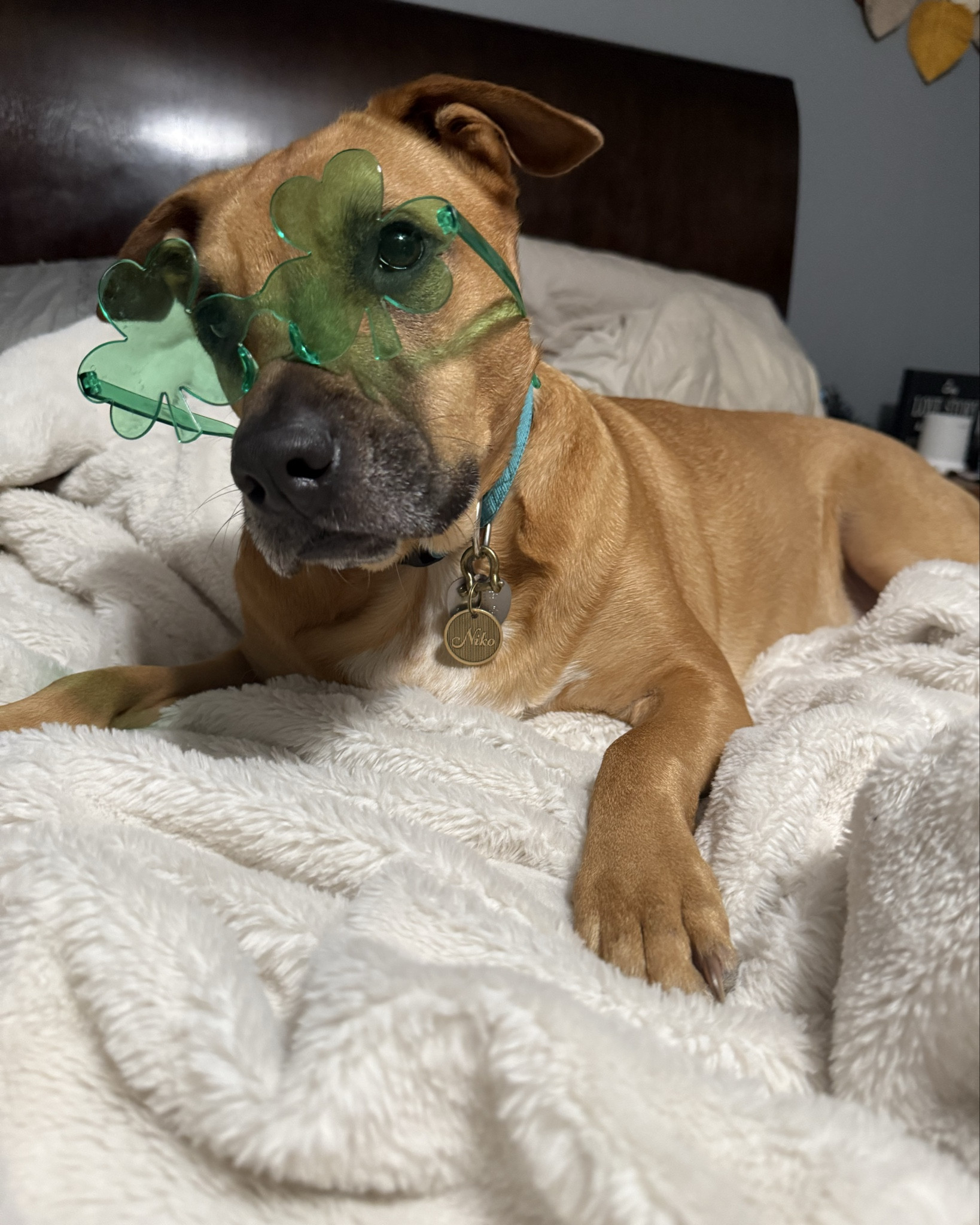 Like could my dogs be any cuter💚☘️🌈 they’re my lucky charms🧲🌛🩷

#dogmom #holidaystyle #happystpatricksday #stpattysday #holidayfun

#LTKdayinmylife #LTKSeasonal #LTKHome