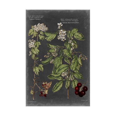 Vintage Botanical Chart VI Print Wall Art By Vision Studio | Walmart (US)