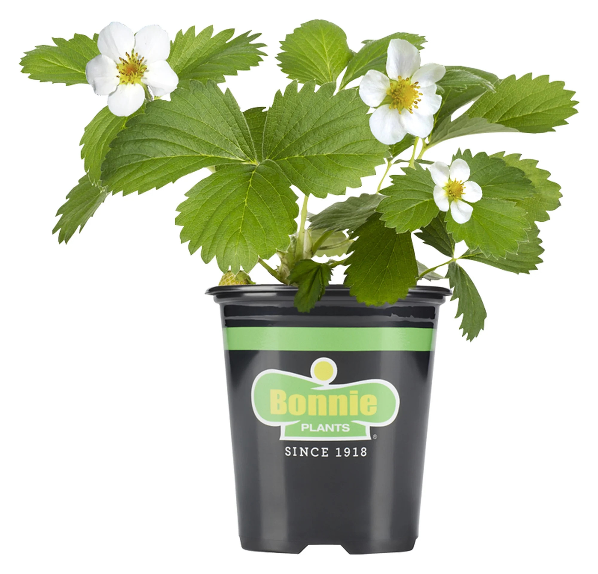 Bonnie Plants Strawberry, Live Plant, 19.3 oz. | Walmart (US)