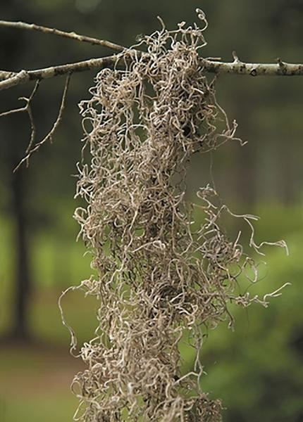 Bulk Natural Spanish Moss - 2.5 lb | Afloral (US)