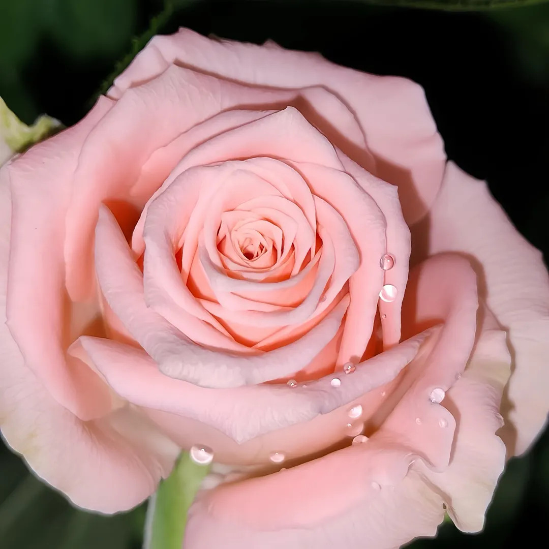 Almond Candy 杏仁奶糖 - Etsy | Etsy (US)