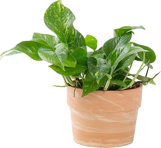Costa Farms Golden Pothos Live Plant, Easy Care Indoor House Plant in Modern Decor Planter Pot, P... | Amazon (US)