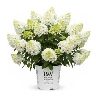 2 Gal. Bobo Hydrangea Hydrangea Paniculata Live Flowering Shrub with White to Pink Flowers | The Home Depot
