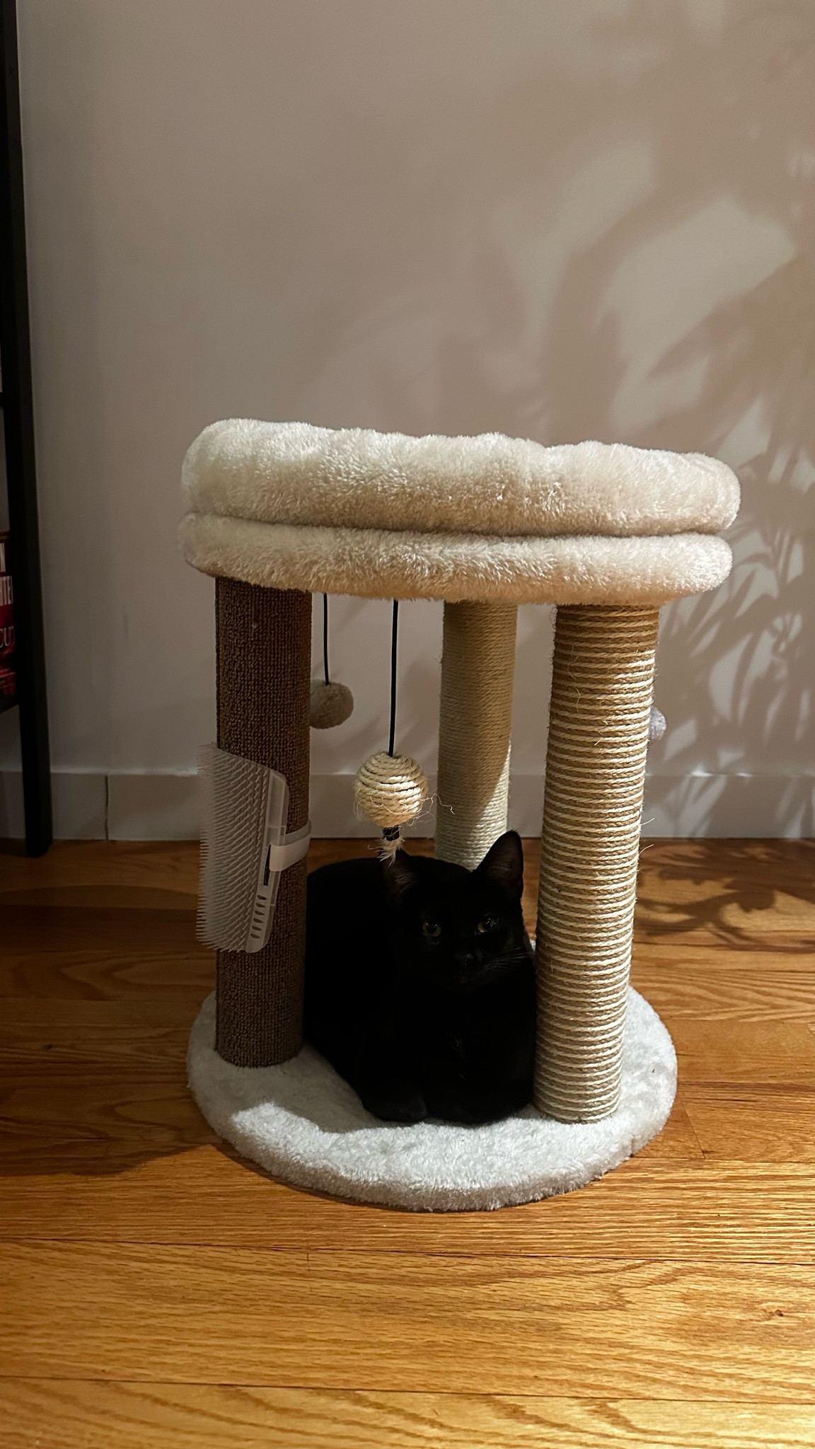 Home is wherever she is. 🖤 #cat #cattower #pet

#LTKootd #LTKdayinmylife #LTKOver40