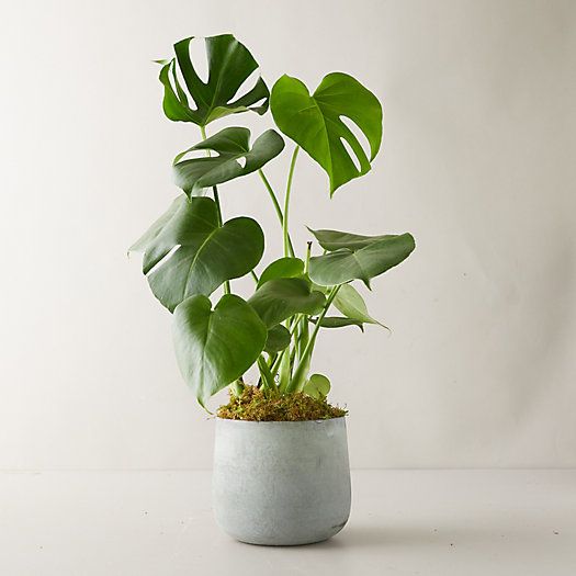 Monstera Deliciosa Plant, Modern Pot | Terrain