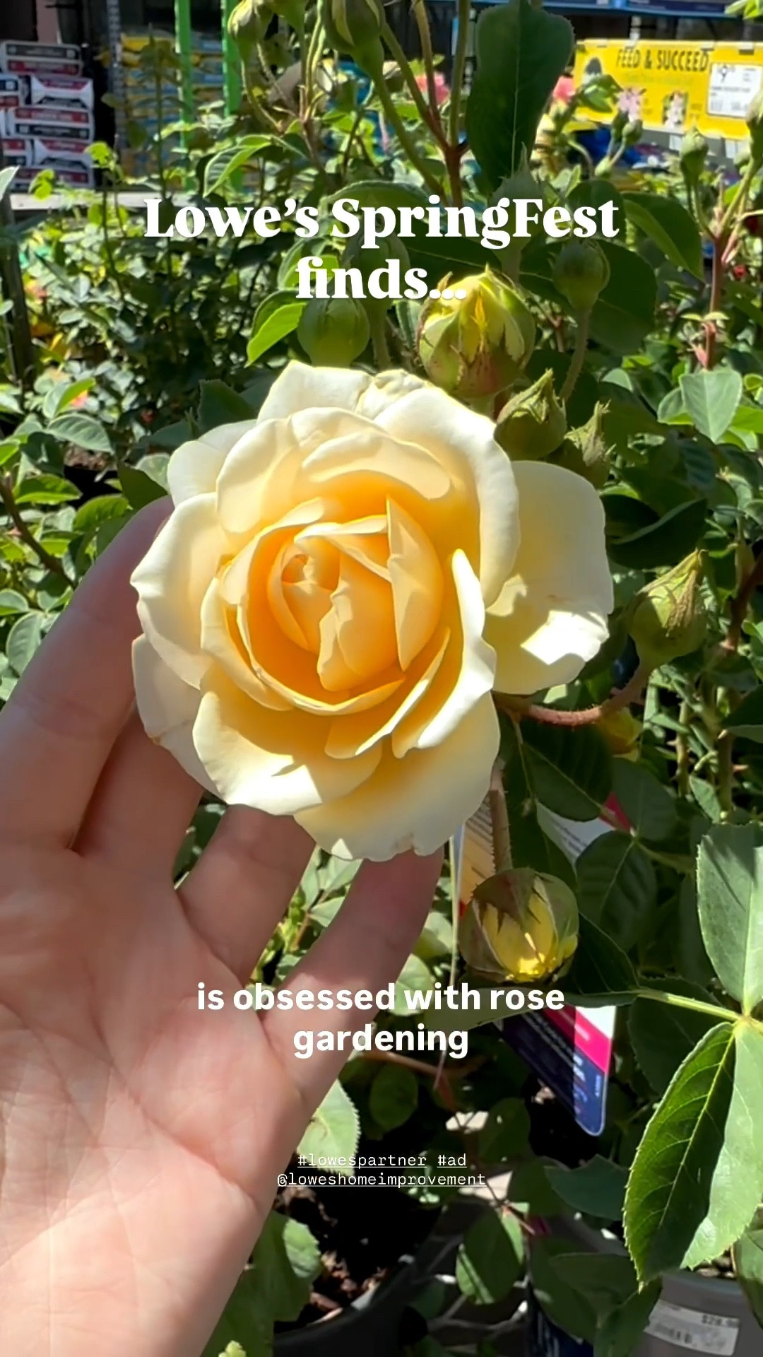 #lowespartner #ad

Start your dream backyard rose garden today! I am sharing some of the easiest roses to grow in your garden, all from Lowe’s! I picked up True Sincerity (pink, orange, yellow & white rose blend) and True Serenity (vibrant purple/fuschia) from my Lowe’s during SpringFest

Roses, gardening, back yard ideas, garden ideas, patio garden, rose garden.
