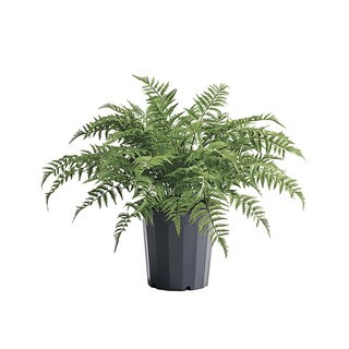 Outdoor Fern Urn Filler | Frontgate