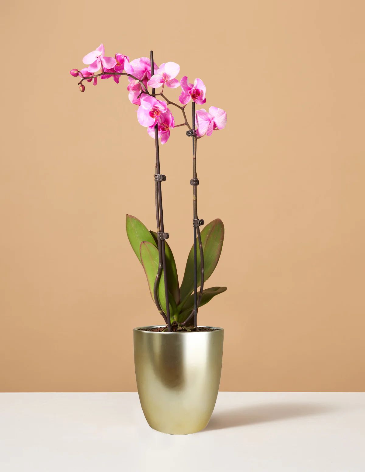 Pink Watercolor Orchid | The Sill