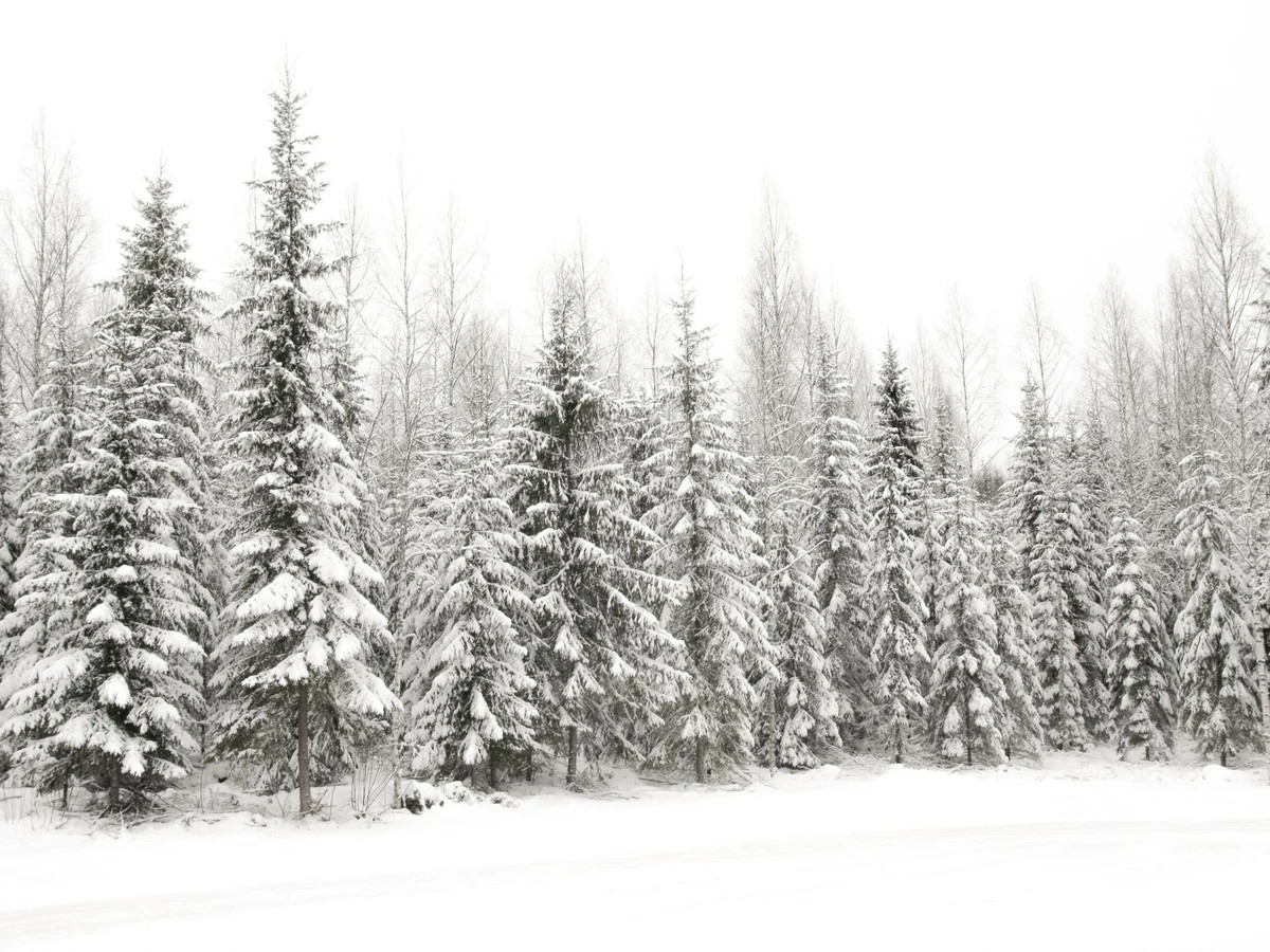 Snowy Pines | Collection Prints