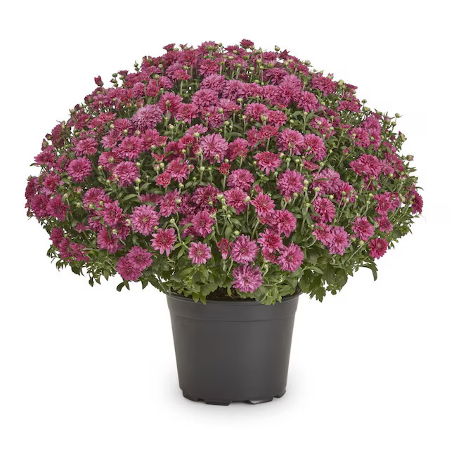 Lowe's Purple Mum in 3-Quart Pot Lowes.com | Lowe's