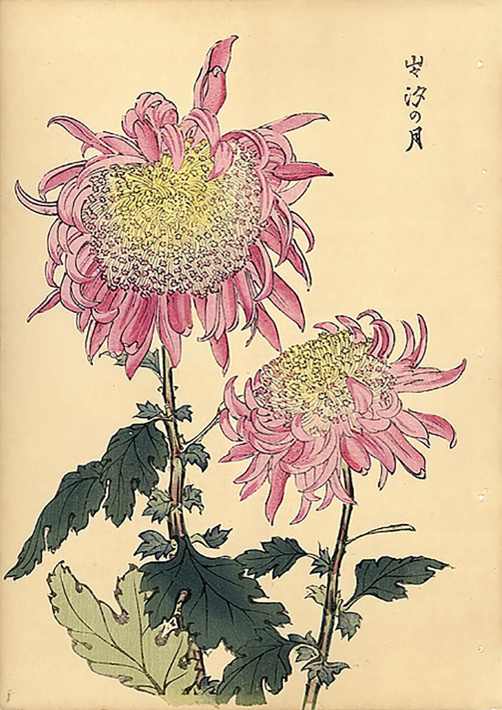 Chrysanthemum Woodblock Print - 25 | 1stDibs