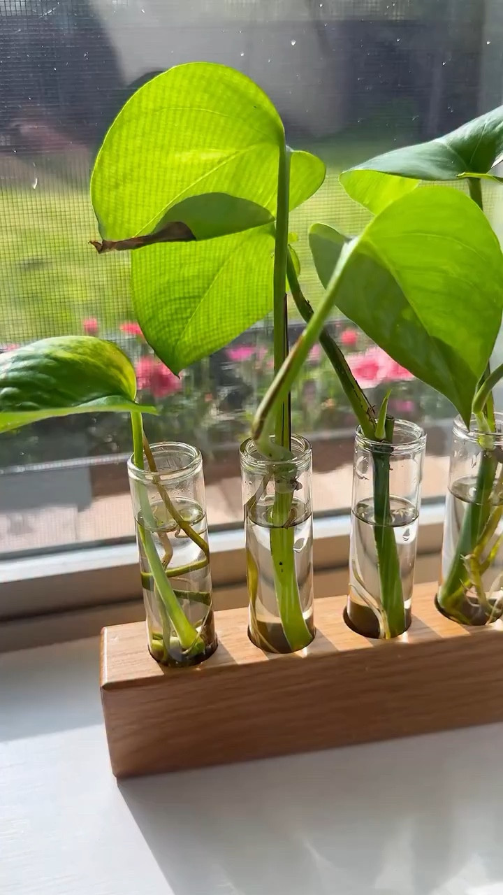 Who doesn’t love a tiny, happy little addition to their windowsill?

Available in your choice of select hardwoods.
Perfect for starting small cuttings.

Just something simple that makes plant care feel a little more fun.

Comment “LINK” and I’ll send it to you.

#plantlover #propagationstation #plantcare #houseplants #plantcommunity

#LTKHome #LTKOver40 #LTKmorningroutine