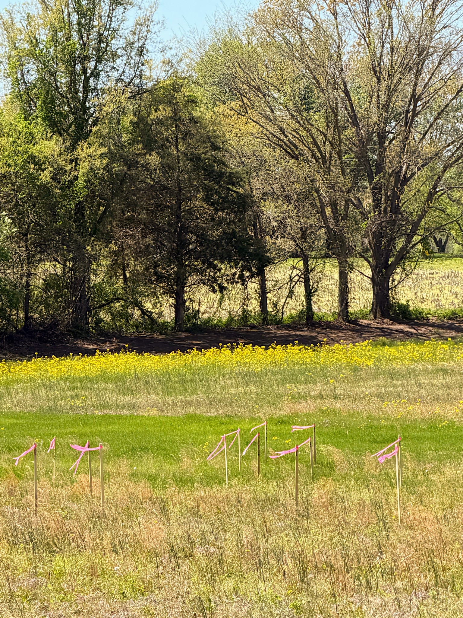 went out and put some wildflower seeds on the lot today 🪻🌼🌷🌸 can’t wait to watch these bloom + enjoy them after we build 😍linking the seeds we used! 

#LTKHome #LTKdayinmylife #LTKMothersDay