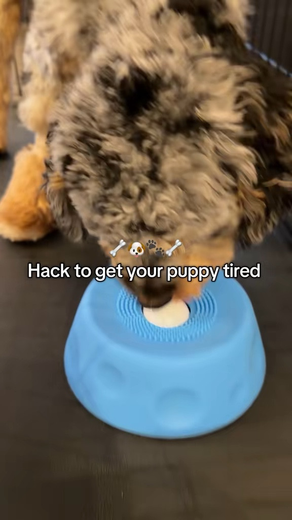 if your dog needs to calm down this is my favorite hack - likes lick mat only better ! #lickmat #lickbowl #puppy#LTKPET#anxiousdog