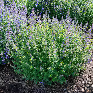1 Gal. Pot, Junior Walker Cat Mint (Nepeta), Deciduous Flowering Perennial Plant (1-Pack) | The Home Depot