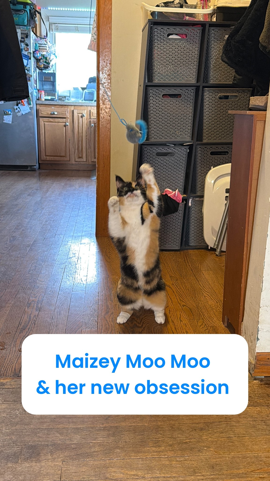 Maizey Moo Moo is officially OBSESSED with this toy 🐾💖
If you have a playful cat, this is such a fun one!!

#LTKstorytime #LTKdayinmylife #LTKvlog