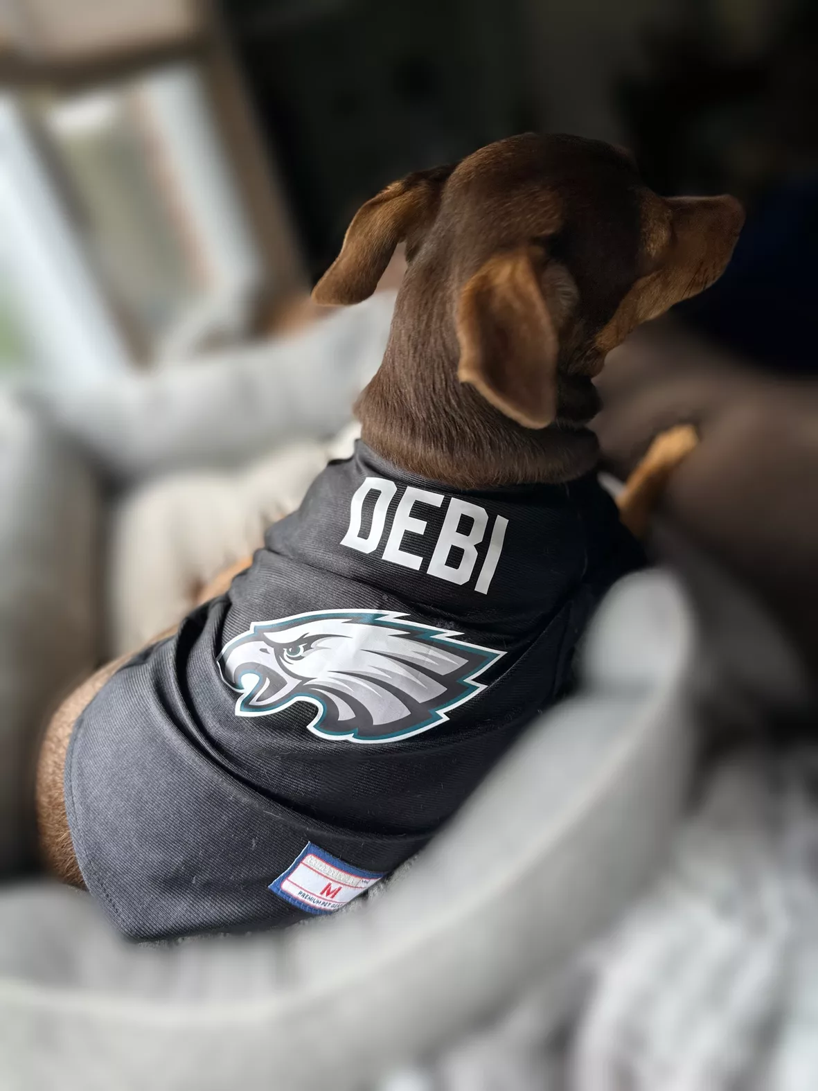  NFL Philadelphia Eagles Dog Jersey, Size: Medium