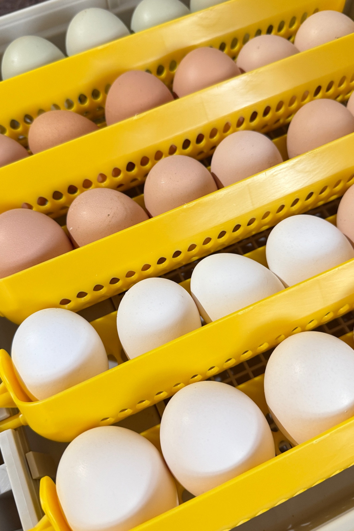 Most recommended incubator in the Backyard Chicken Group 🫶🐣 babies coming soon!

Follow for more chicken content. 

#LTKU