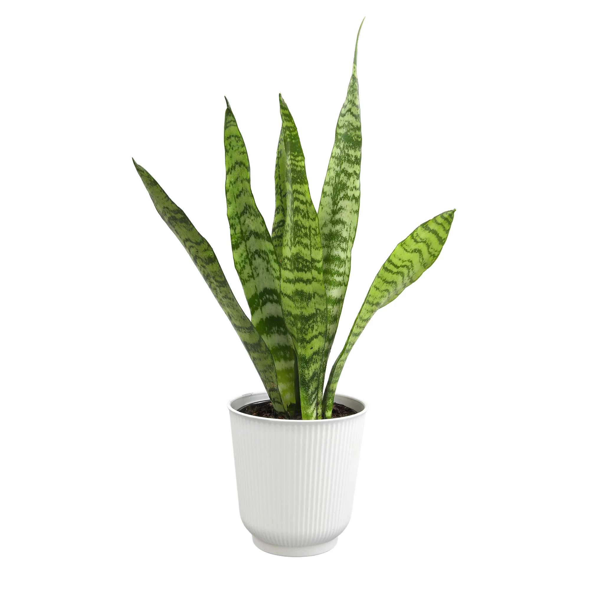 Zeylanica Snake Plant, Clean Air Houseplant | 4.25 in Decor Pot; Full Sun | Element by Altman Pla... | Walmart (US)
