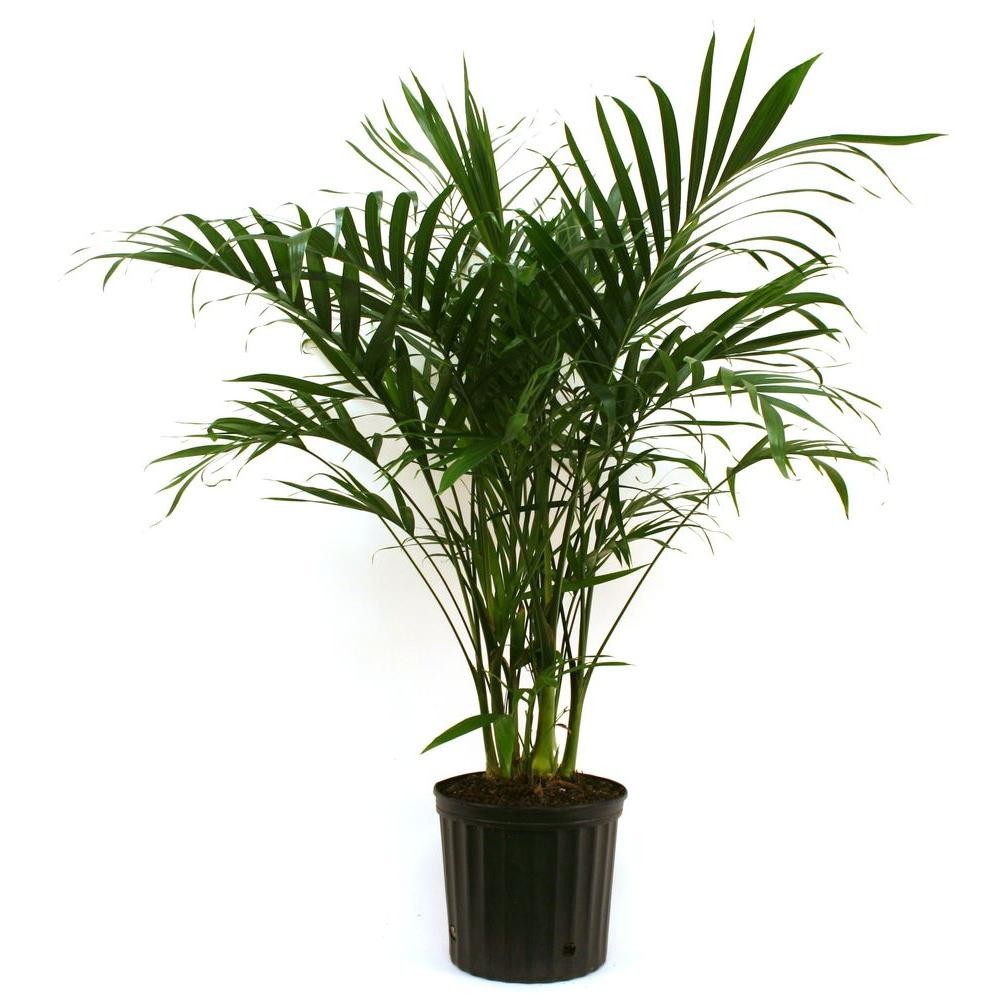 Cateracterum Palm in 9.25 in. Grower Pot | The Home Depot