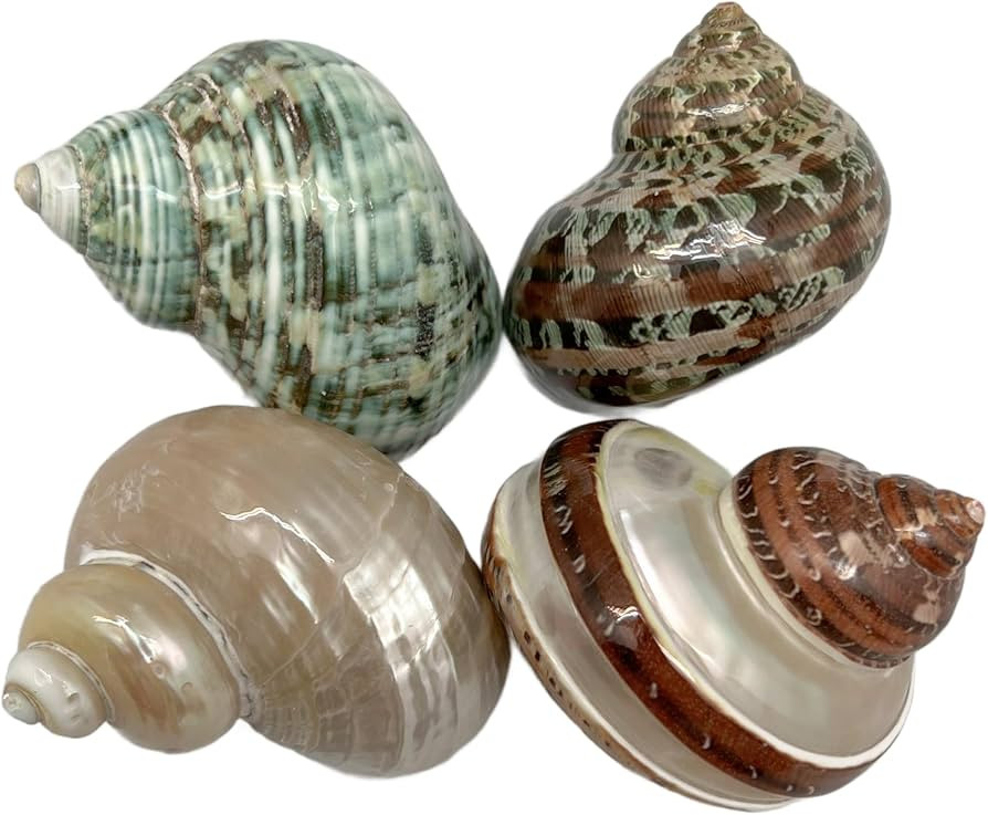 PEPPERLONELY 4 PC Natural Mixed Turbo Sea Shells, Hermit Crab Shells, 2 Inch ~ 2-1/4 | Amazon (US)