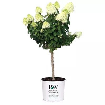 Proven Winners 3 gal. Potted Pink/Red Limelight Tree Form Hydrangea Shrub Bush | Tractor Supply