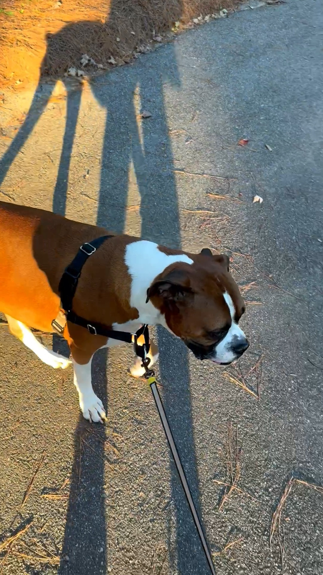 Walking my boxer, Bruno, to get him out of the house and to help relieve stress. Who else’s dog can’t wait to go for a walk? 

#LTKPets #LTKOver40 #LTKActive