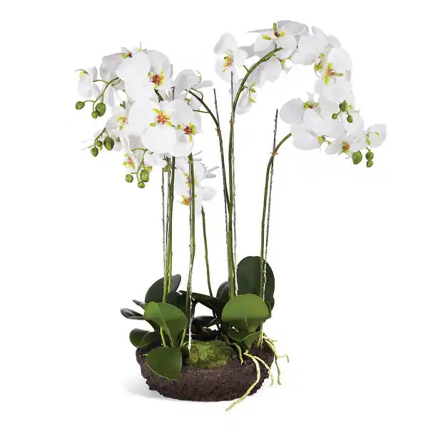 Phalaenopsis Orchid Bowl Drop-In | Bed Bath & Beyond