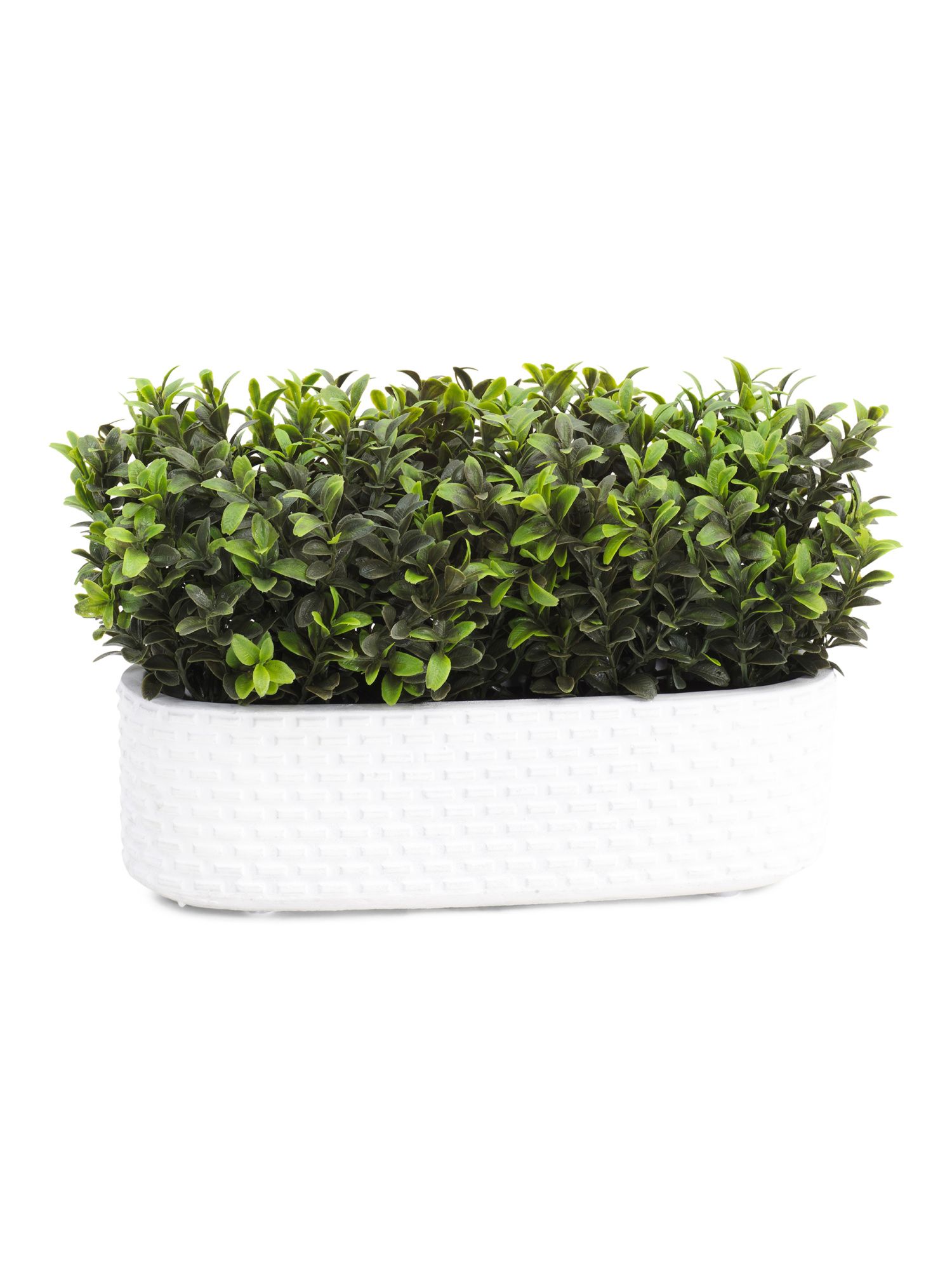 Boxwood In Cobblestone Ledge | TJ Maxx