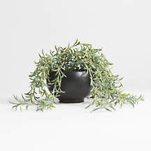 Potted Faux Green String of Fishhooks in Black Pot + Reviews | Crate & Barrel | Crate & Barrel