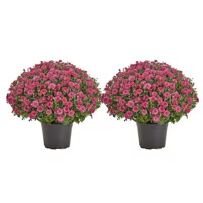 Metrolina Greenhouses  2-Pack Mum in 3-Quart Pot | Lowe's