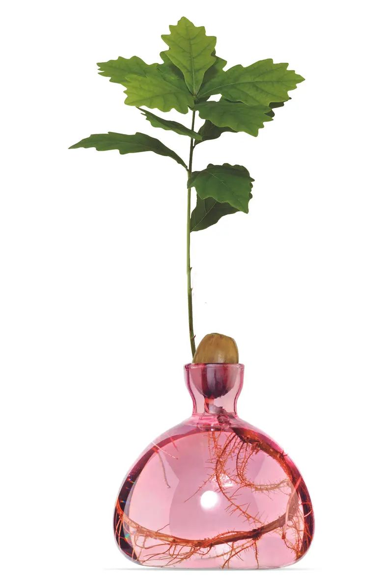 Acorn Vase | Nordstrom