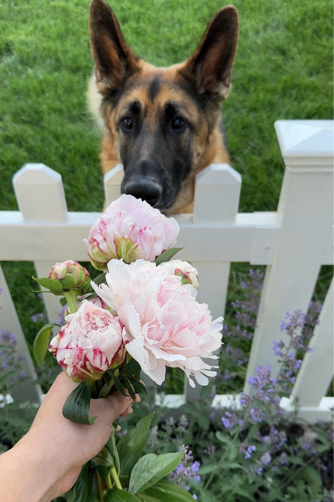 Rose garden essentials  

#LTKHome #LTKFamily