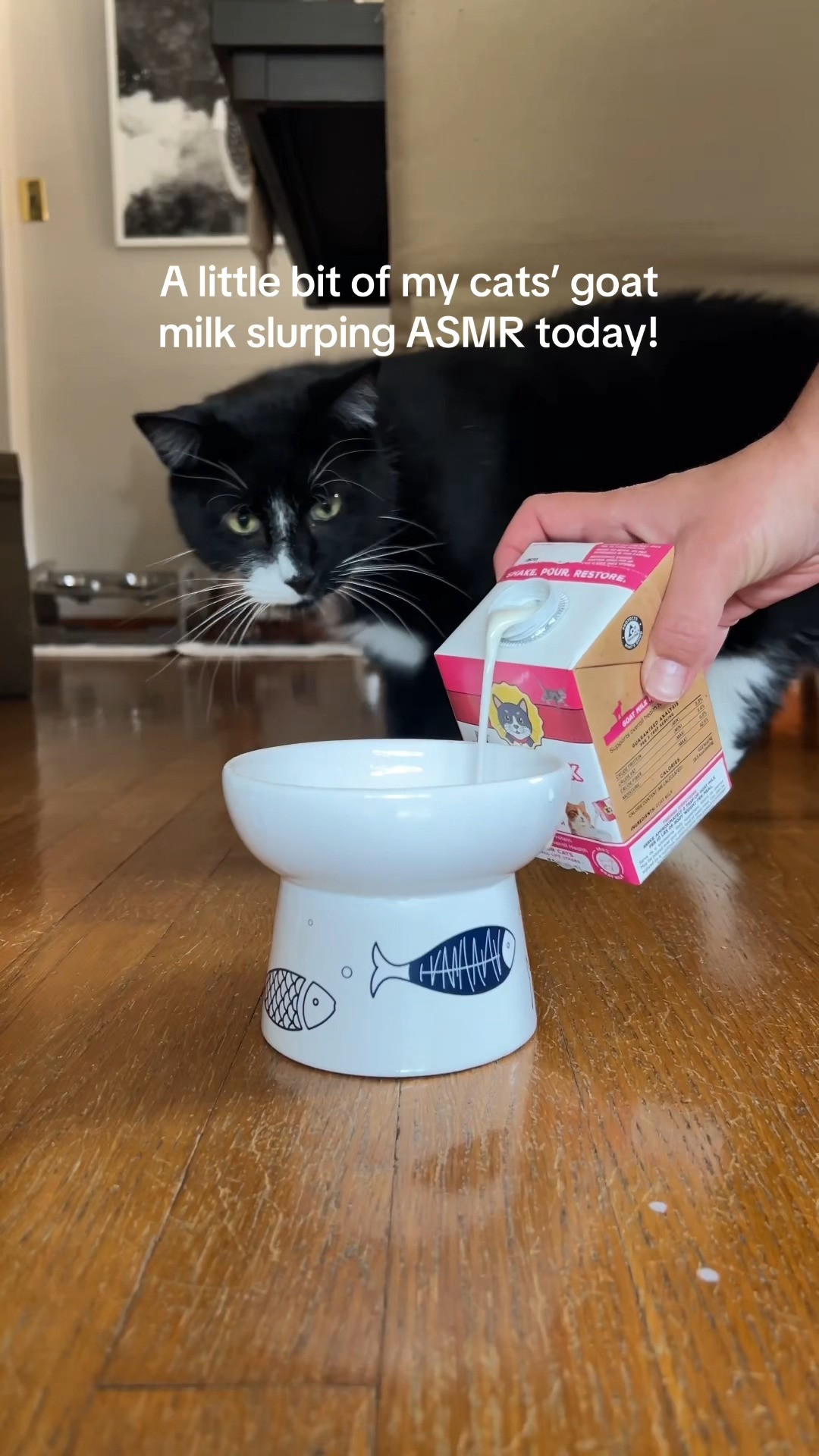A little bit of my cats' goat milk slurping ASMR today! They love Brutus Broth's goat milk (and broth powder mix). Five out of FIVE cats licked their bowls clean. It's so good for their gut health and a fun new flavor to treat them with. #cats #pets 

 #LTKmorningroutine #LTKfoodie #LTKHome