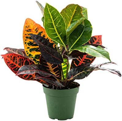 Petra Croton Tropical Plant in a 4 inch Pot - A Colorful Tropical That is Ideal for Bright Sun Lo... | Amazon (US)