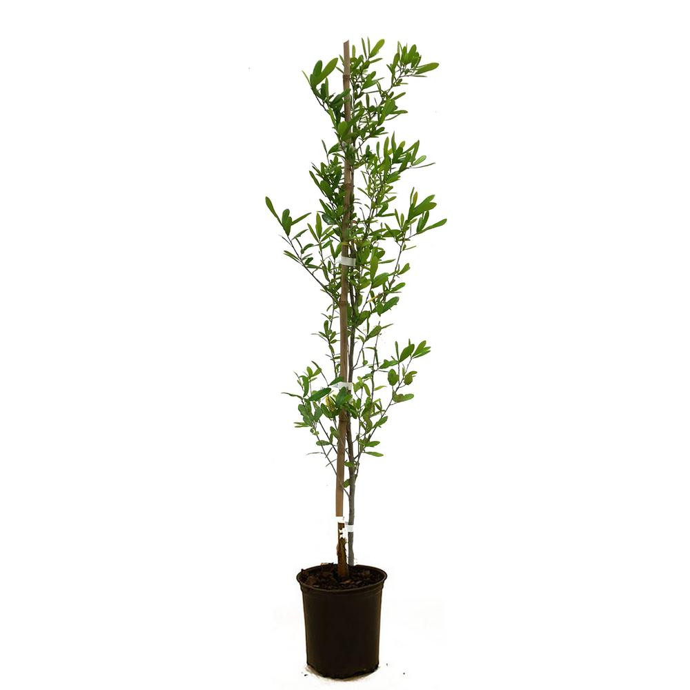PLANT ME GREEN LLC Live Oak | The Home Depot