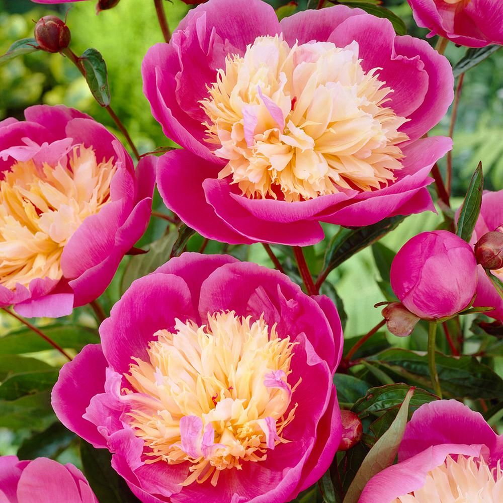 Peonies Bulbs Bowl Of Beauty (Set of 3 Roots) | The Home Depot