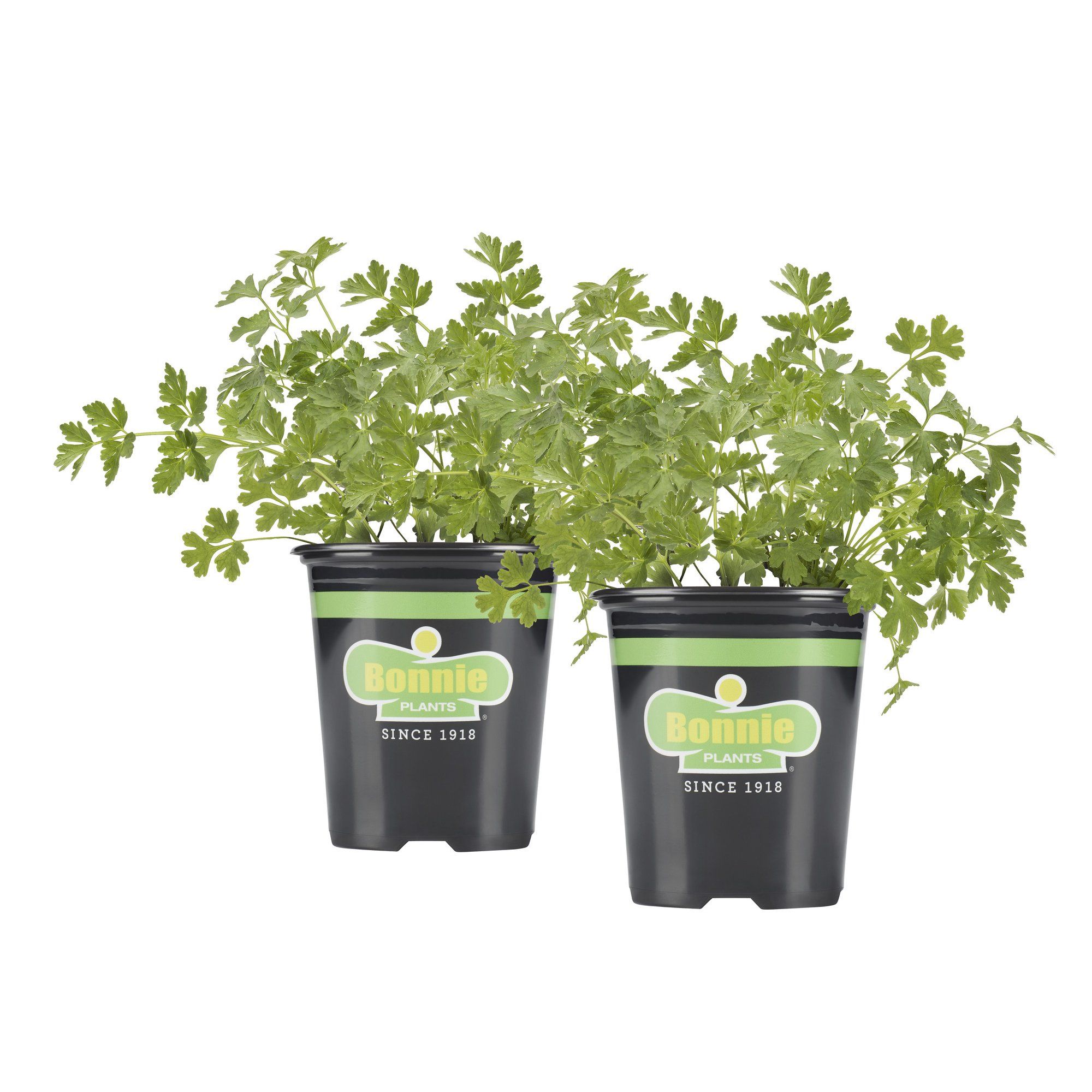 Bonnie Plants Italian (Flat) Parsley 19.3 oz. 2-pack | Walmart (US)