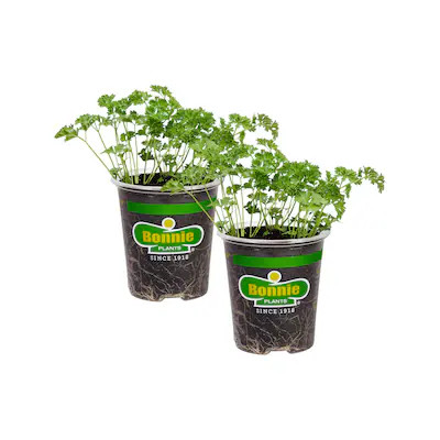 Bonnie Plants 2 -Pack Curled Parsley Plant in Pot | Lowe's